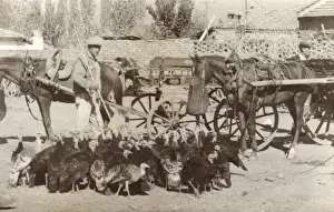 Nose Bag Prints: Turkeys in Turkey