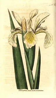 Orientalis Prints: Turkish iris, Iris orientalis