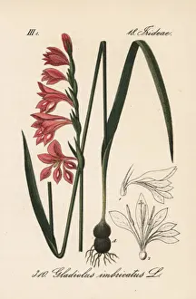 Turkish marsh gladiolus, Gladiolus imbricatus