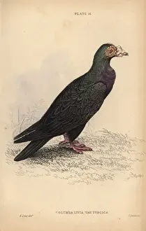 Edwardlear Prints: Turkish or mawmet pigeon, Columba livia var
