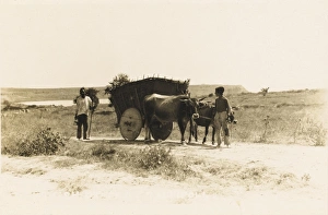 Turkish Ox Cart - Gallipoli Turkish Ox Cart - Gallipoli