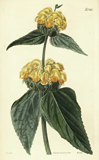 Weddell Prints: Turkish sage, Phlomis russeliana