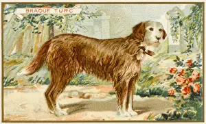 Sheep Dog Prints: Turkish Sheepdog