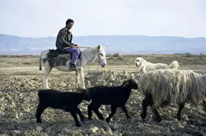 Turkmen shepherd on a donkey - accompanied by a