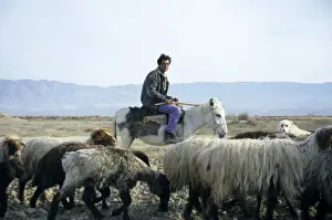 Flocks Prints: Turkmen Shepherd - on a donkey - with sheep