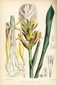 Turmeric, Curcuma longa