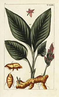 Ayurveda Prints: Turmeric, Curcuma longa