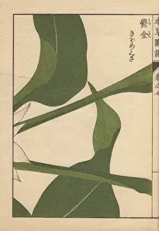 Honzo Prints: Turmeric leaves, Curcuma longa L var macrophylla
