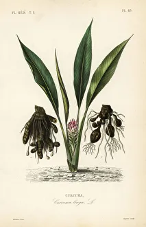 Lagesse Collection: Turmeric or ukon, Curcuma longa