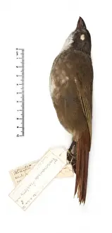 Turnagra tanagra, North island piopio