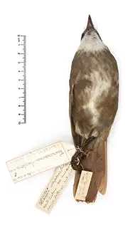 Turnagra tanagra, North island piopio