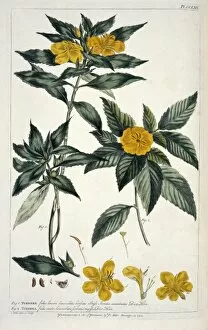 Alnus Gallery: Turnera ulmifolia var. angustifolia, yellow alder