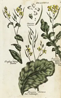 Cabbage Prints: Turnip, cabbage and hares ear mustard