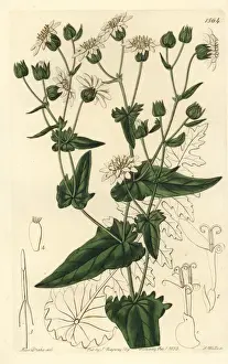 Turnip-leaved musk-succory, Moscharia pinnatifida