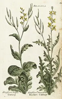 Turnip Prints: Turnip and rocket cabbage or dog mustard