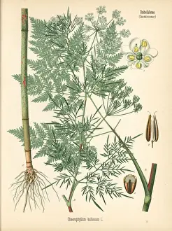Turnip-rooted chervil, Chaerophyllum bulbosum