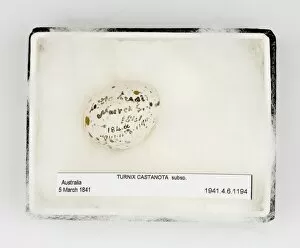 Images Dated 21st February 2008: Turnix castanota egg, from Gould Collection