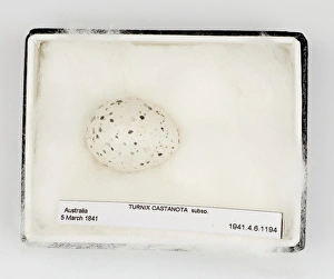 Images Dated 21st February 2008: Turnix castanota egg, from Gould Collection