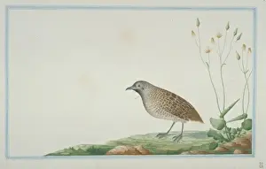 Loten Prints: Turnix sp. Buttonquail