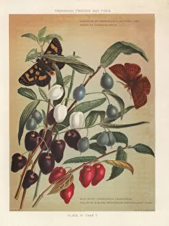 Entomology Gallery: Turqoise berry and Aristotelia peduncularis