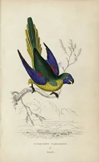 Parrakeet Prints: Turquoise parrot, Neophema pulchella