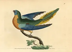 Turquoise parrot, Neophema pulchella