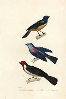 Achille Richard Prints: Turquoise tanager, blue-grey tanager, and red-capped cardinal