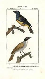 Turquoise tanager, Tangara mexicana, and palm