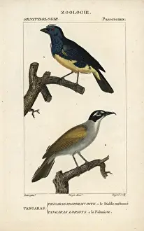 Turquoise tanager, Tangara mexicana, and palm