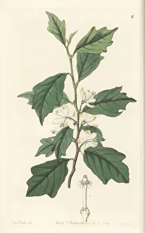 Miss Drake Prints: Turraea heterophylla