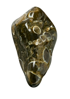 Agate Gallery: Turritella agate