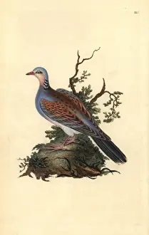 Turtle dove, Streptopelia turtur