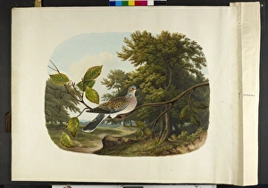 Images Dated 14th July 2010: The turtle dove Streptopelia turtur