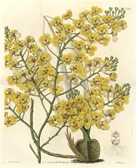 Turtle orchid, Chelyorchis ampliata