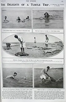 Turtle Prints: Turtle racing in Australia