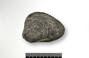 Bivalve Collection: Turtle skull bivalve