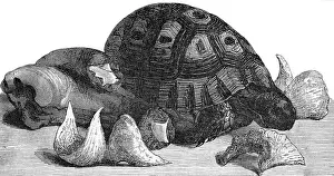 Turtle, swallows nests and oxtail