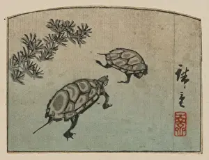 Turtles Prints: Turtles