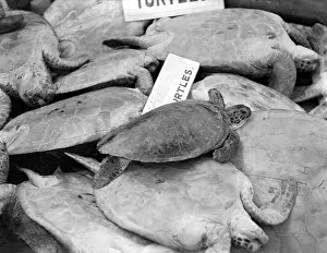 Turtles Prints: Turtles for Soup