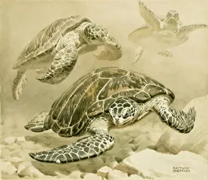 Shell Collection: Three turtles swimming underwater