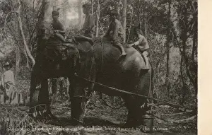 Tuskless Elephant trained in Myanmar