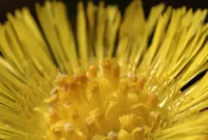 Derek Prints: Tussilago farfara, coltsfoot