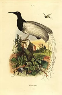 Twelve-wired bird-of-paradise, Seleucidis melanoleucus