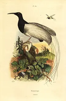 Fries Prints: Twelve-wired bird-of-paradise, Seleucidis melanoleucus