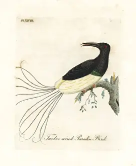 Twelve-wired bird-of-paradise, Seleucidis melanoleucus