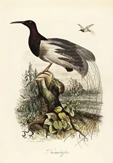 Achille Comte Prints: Twelve-wired bird-of-paradise, Seleucidis melanoleucus