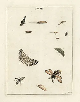 Diptera Prints: Twenty-plume moth and other moths