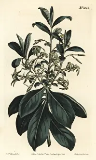 Twin-flowered daphne, Daphne pontica