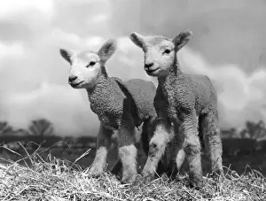TWIN LAMBS