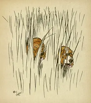 Twin puppies lost in undergrowth